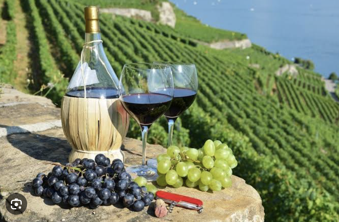 Wine tasting in the hillside vineyards